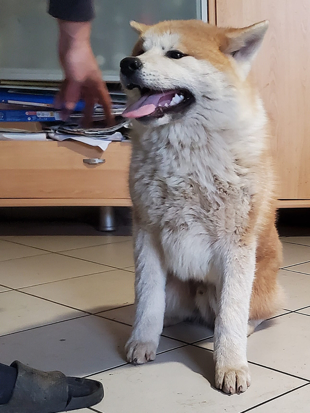 Of Hisako - Chiots disponibles - Akita