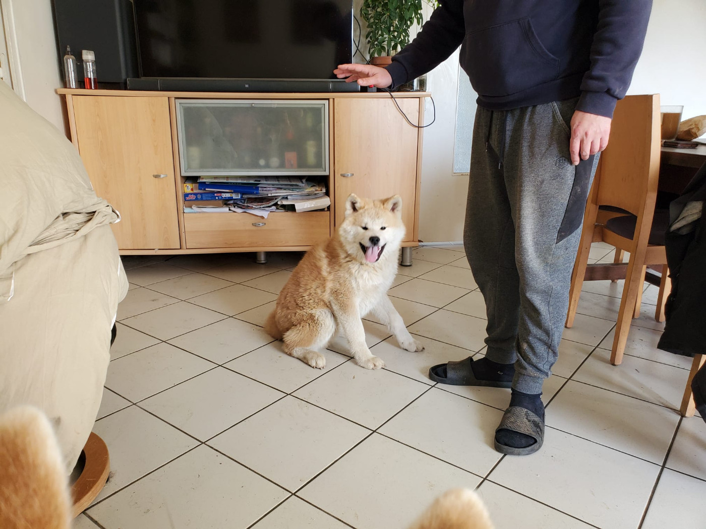 Of Hisako - Chiots disponibles - Akita