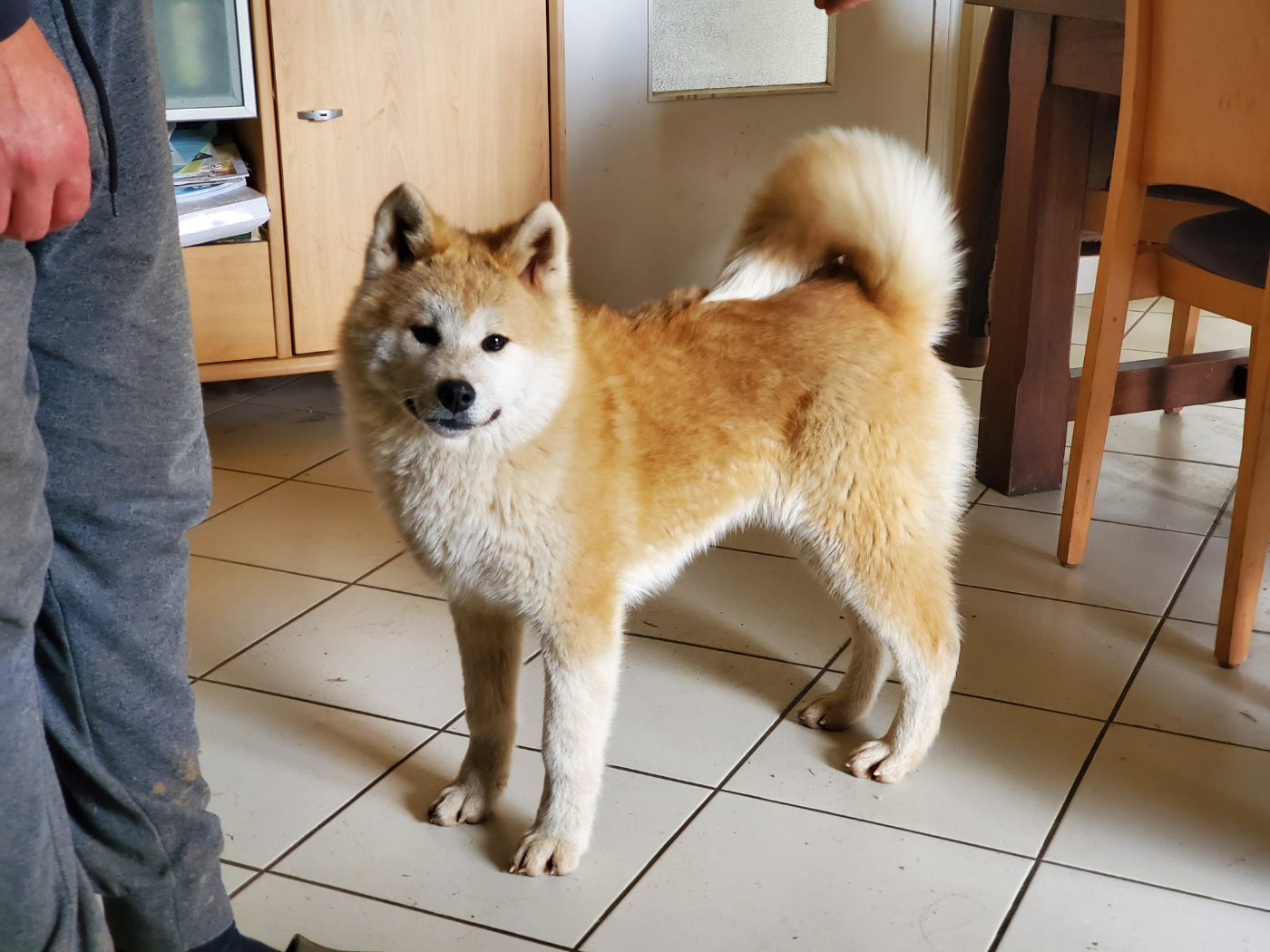 Of Hisako - Chiots disponibles - Akita